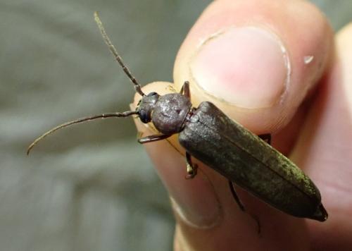 Arhopalus sp.